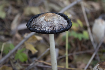 秋林蘑菇