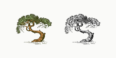 复古风格的橄榄树。希腊的国家象征。手绘雕刻素描在复古风格。模板的卡片，标签或网站