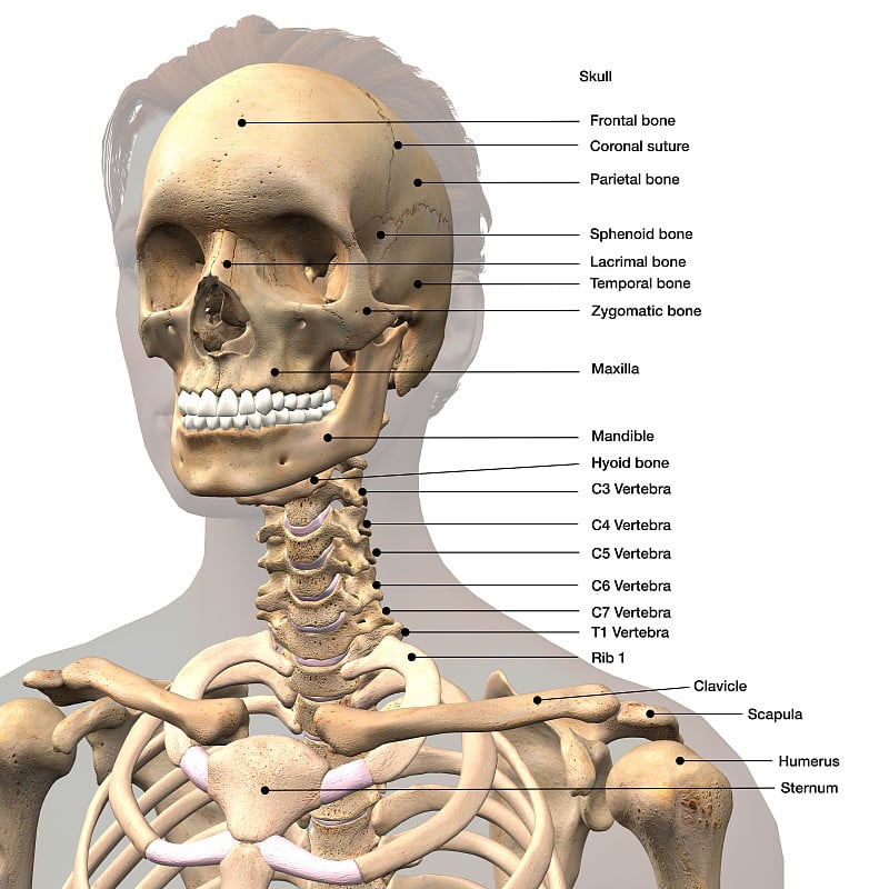 标记的人类颅骨和脊柱，正面视图