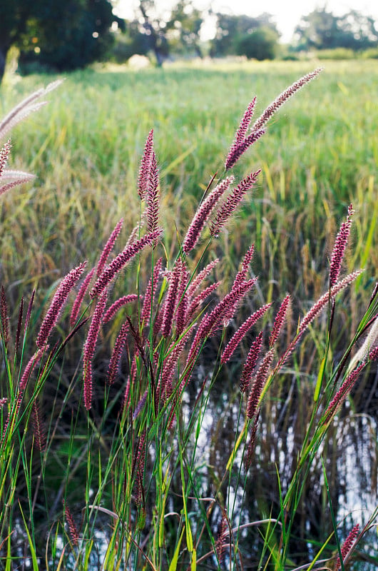 小草在乡间摇曳