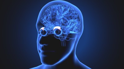 3d渲染医学上准确的大脑解剖-侧脑室的插图