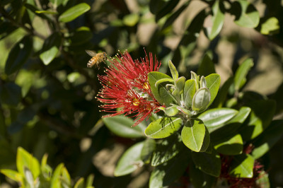 Pohutukawa花