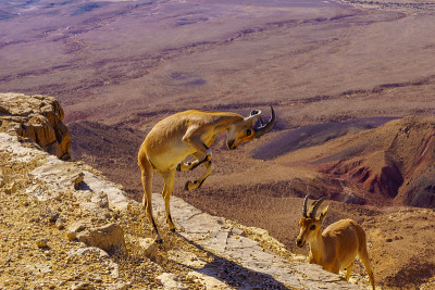 一对年轻的努比亚野山羊在练习搏击，Makhtesh Ramon