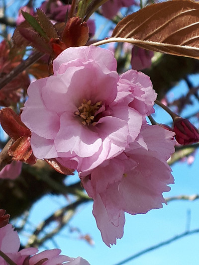 兰开夏郡的樱花