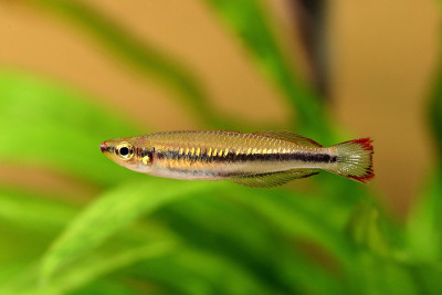 马达加斯加彩虹鱼马达加斯加水族观赏鱼