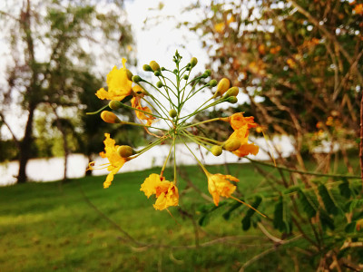 孔雀花