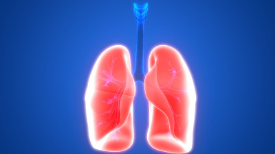 人体呼吸系统及肺解剖学
