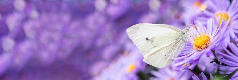 大型白色，Pieris brassicae