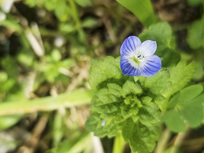 鸟眼花或波斯花