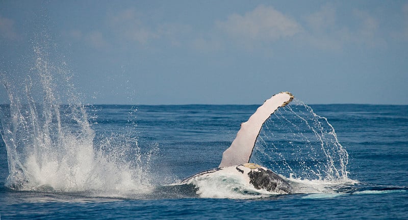 The fin humpback whale.