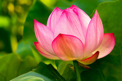 莲花