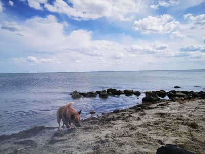 海滩上的澳大利亚牧牛犬