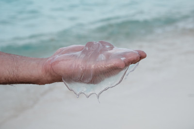 水母