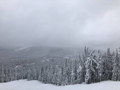 雪树
