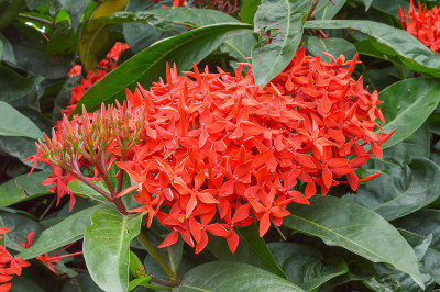 红色ixora花