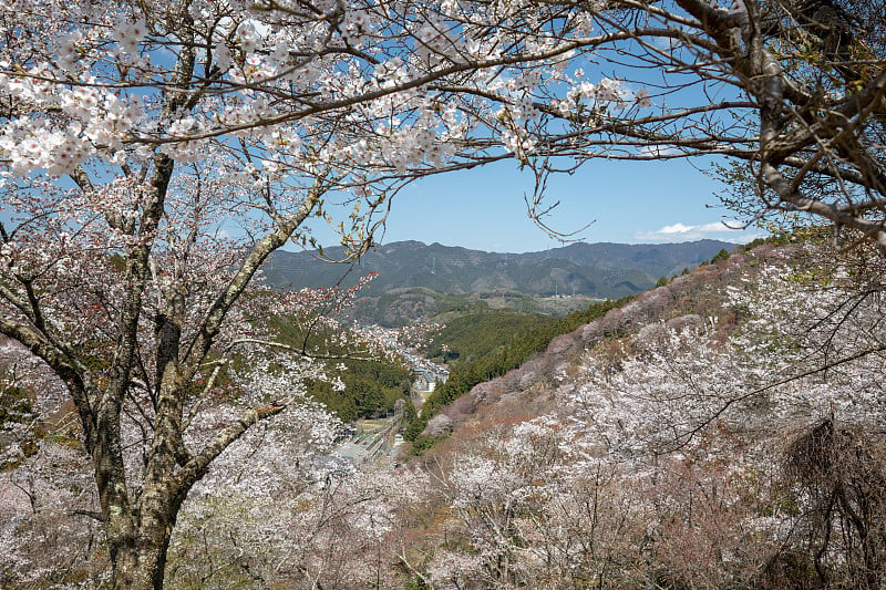 吉野山的樱花