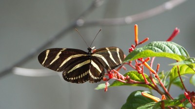 斑马longwing蝴蝶