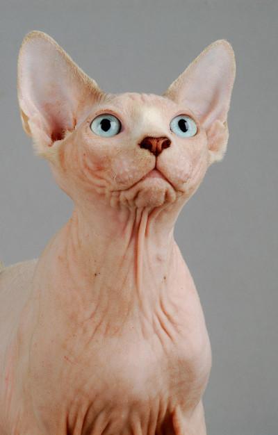 Sphynx无毛猫