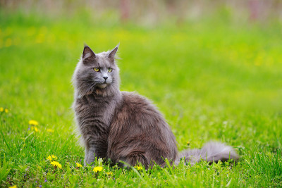 灰色毛茸茸的缅因猫坐在户外的蒲公英和鲜花绿色草地上
