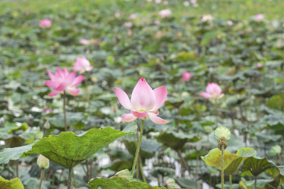 美丽的荷花在池塘的叶子周围的特写