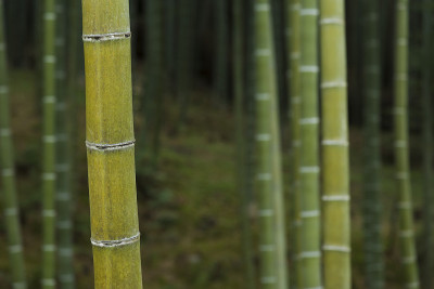 绿色竹林