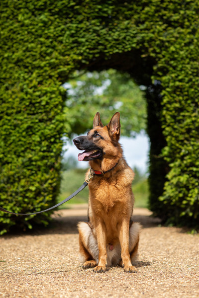 德国牧羊犬