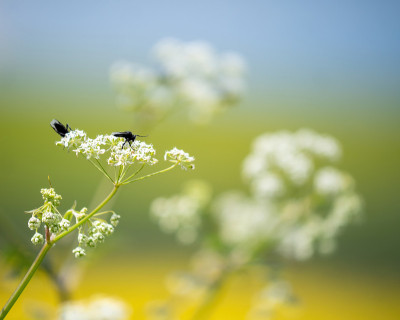 欧芹