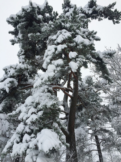 树上下着大雪