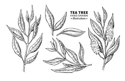 茶树矢量图。药用植物枝叶孤立的vintage插图。