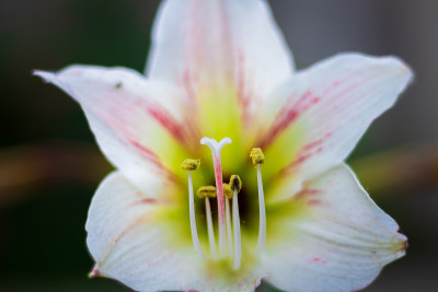 莉莉花