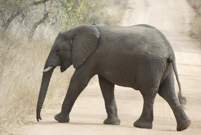 母非洲象(Loxodonta africana)过马路