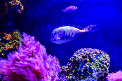 水族馆里的太平洋橙棘独角鱼