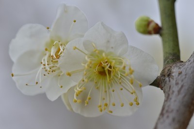 梅花