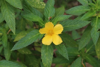 微距拍摄的黄色接骨木或喇叭藤花与叶。它的学名是Tecoma stans，俗称黄喇叭灌木，黄铃铛，姜汤