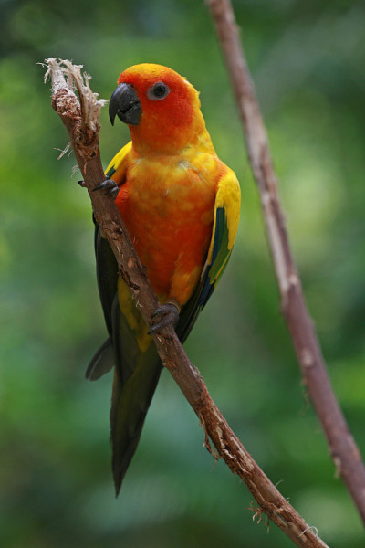 阳光长尾小鹦鹉