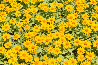 花园里的黄花。