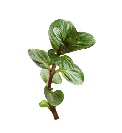 分离的薄荷绿叶