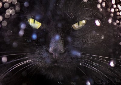 猫的肖像