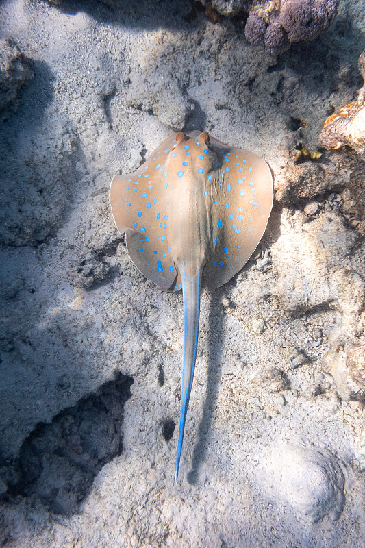 蓝斑带尾鳐(Taeniura limma)，埃及红海。近距离观察危险的水下斑点黄貂鱼躺在沙滩上。