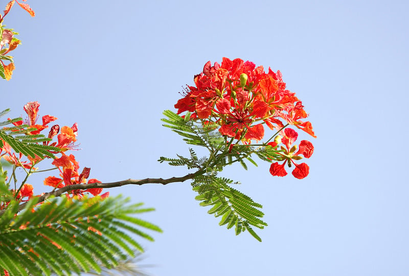 蓝天上的古莫哈花