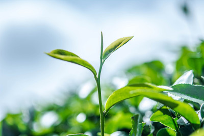 绿茶