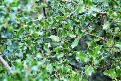 美丽的本地山毛榉植物