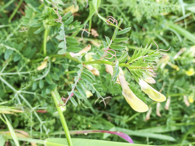黄色或光滑的野豌豆