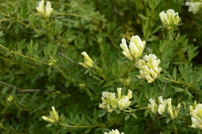 黄花狼囊与白犁