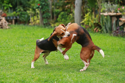 快乐的小猎犬在草坪上玩耍