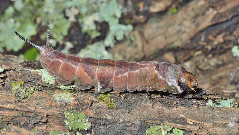 卡特彼勒(Cerura erminea)