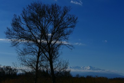 树木在冬天，背景是白雪覆盖的犬沟，Pyrénées-Orientales