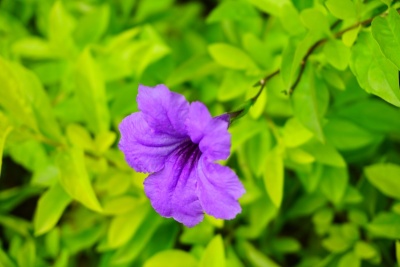 紫红晚香玉花
