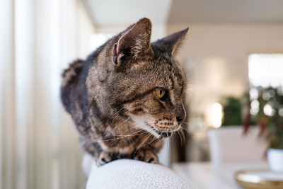 虎斑猫