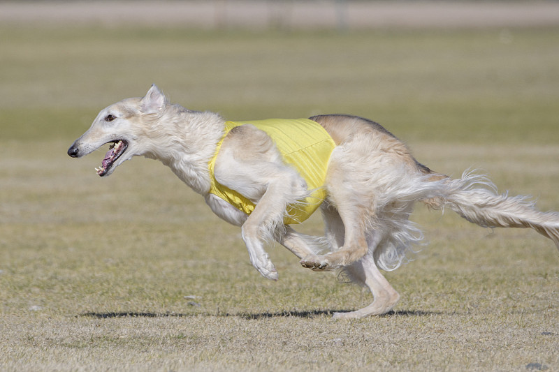 俄罗斯猎狼犬在引诱路线上